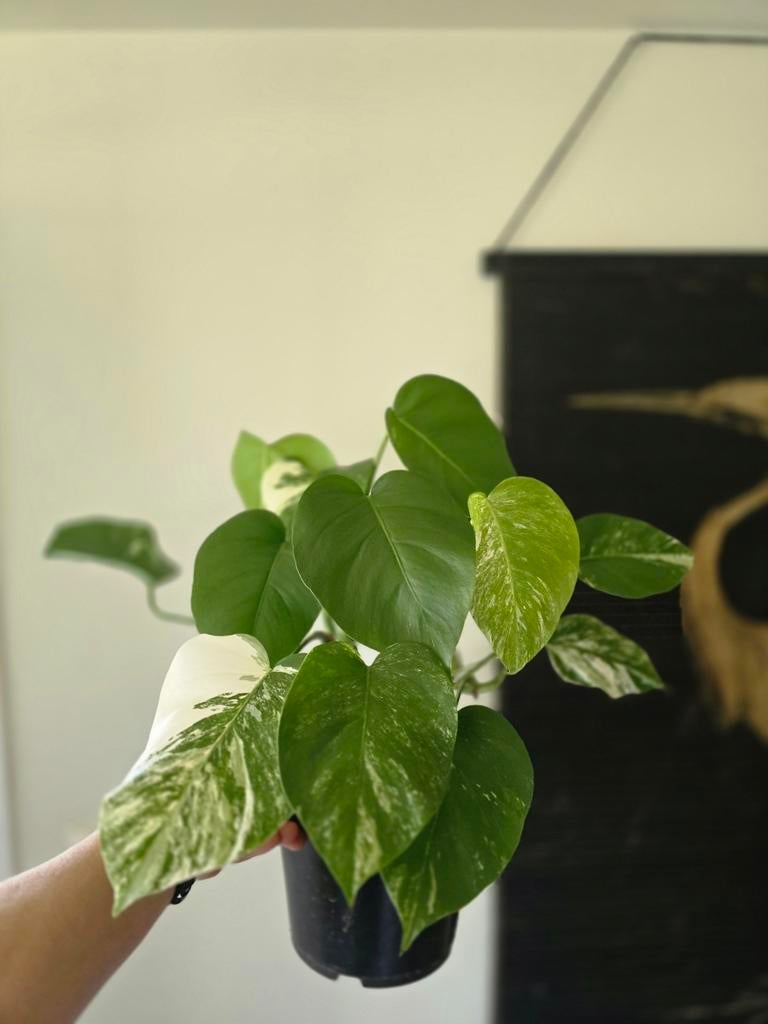Monstera Variëgata, Ophalen