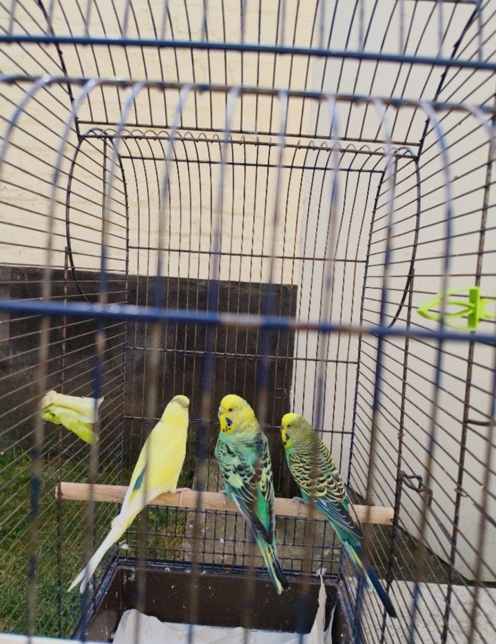 très belle perruche à vendre, Animaux & Accessoires, Oiseaux | Perruches & Perroquets, Plusieurs animaux, Perruche