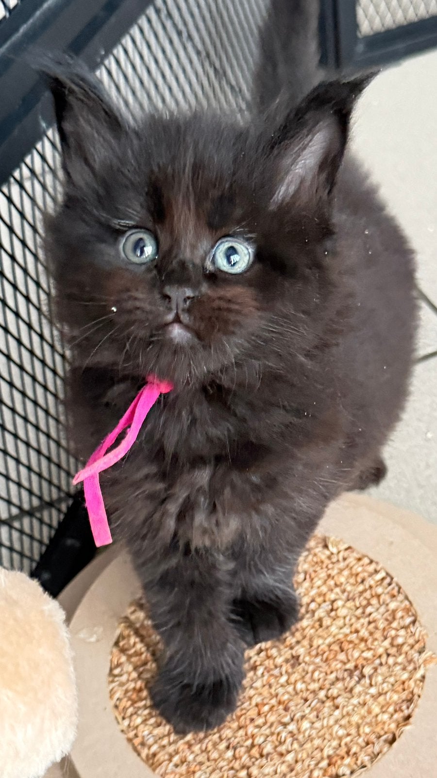 Prachtige Maine Coon kittens ️, Dieren en Toebehoren, Poes, Gechipt, 0 tot 2 jaar