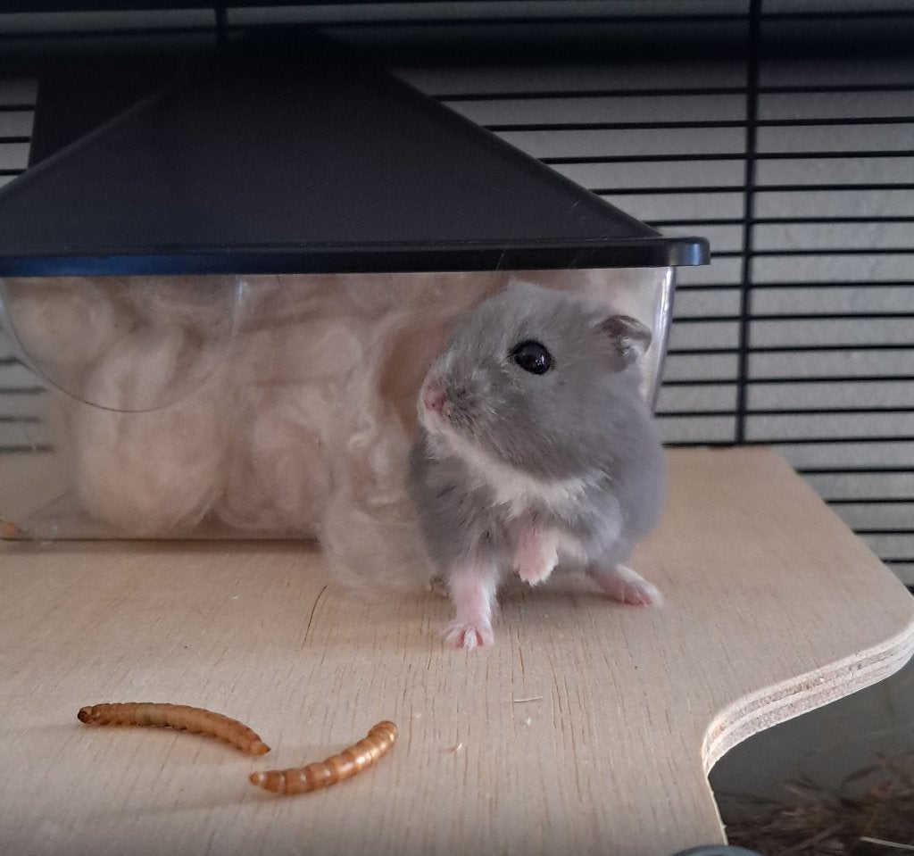Dwerghamster + verblijf, Dieren en Toebehoren, Knaagdieren, Hamster, Mannelijk, December, Tam