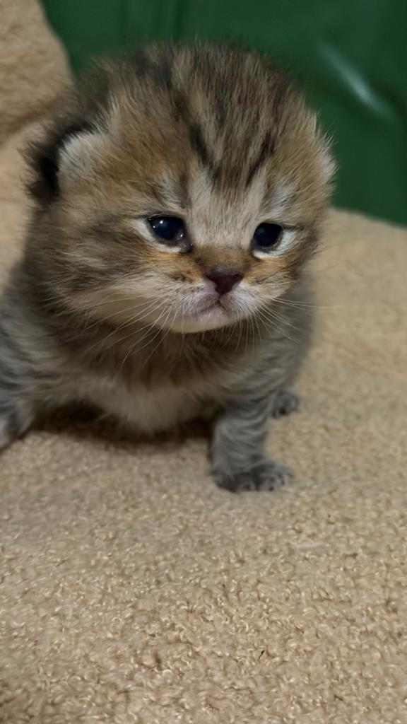 Brits korthaar kittens, Plusieurs animaux, Vermifugé, 0 à 2 ans