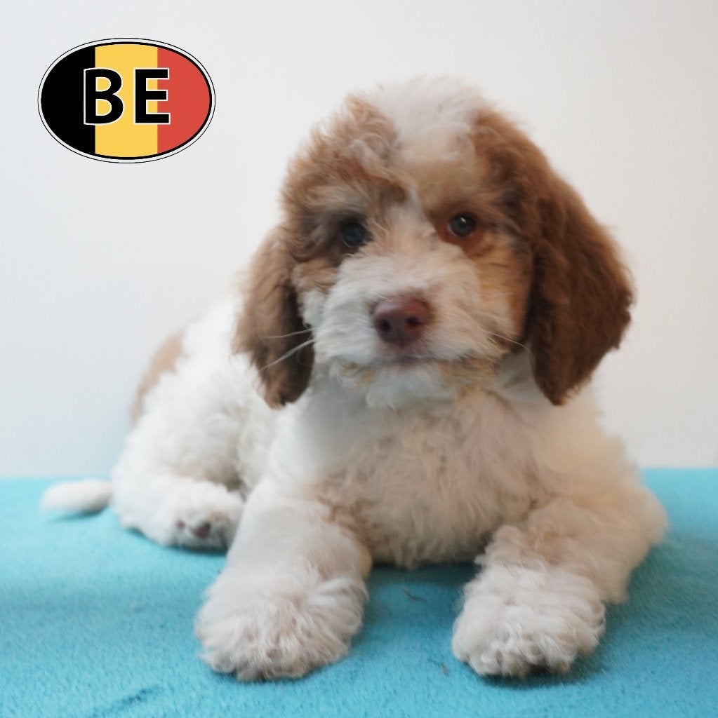 Magnifiques chiots Lagotto Romagnolo au pelage bouclé, Animaux & Accessoires, Chiens | Retrievers, Épagneuls & Chiens d'eau, Commerçant