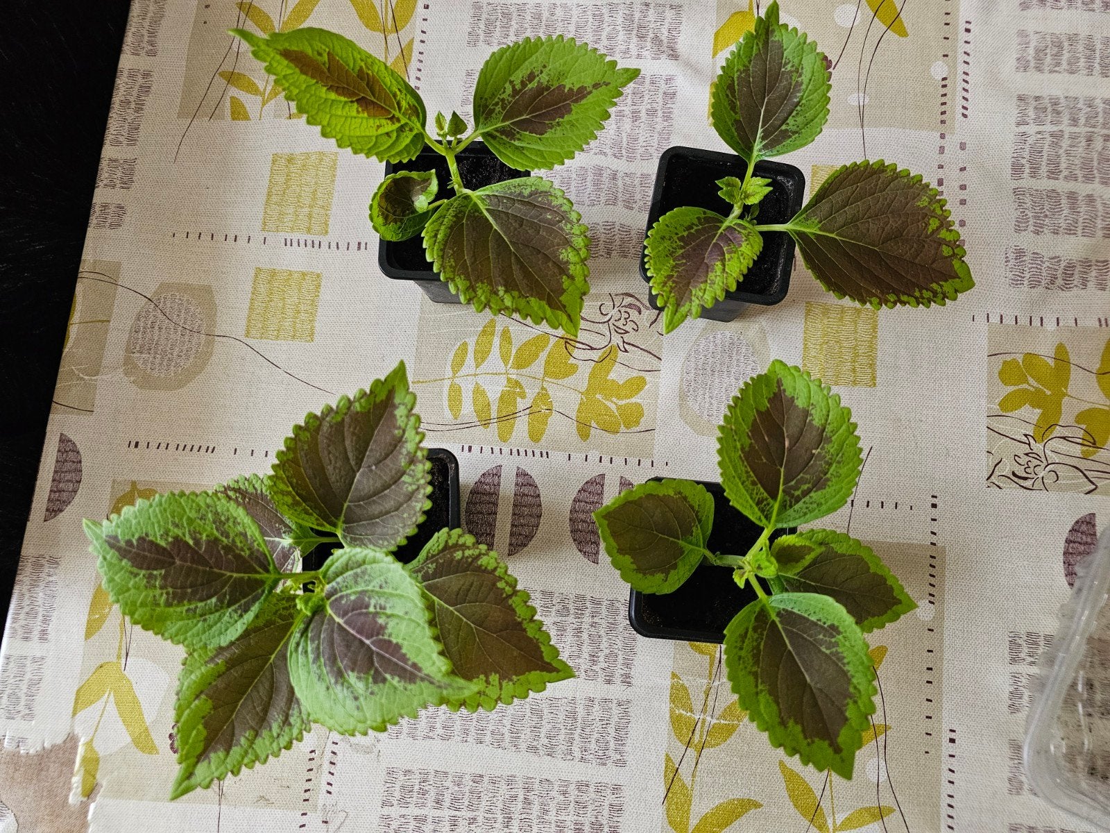 Coleus 2€ le pot, Enlèvement