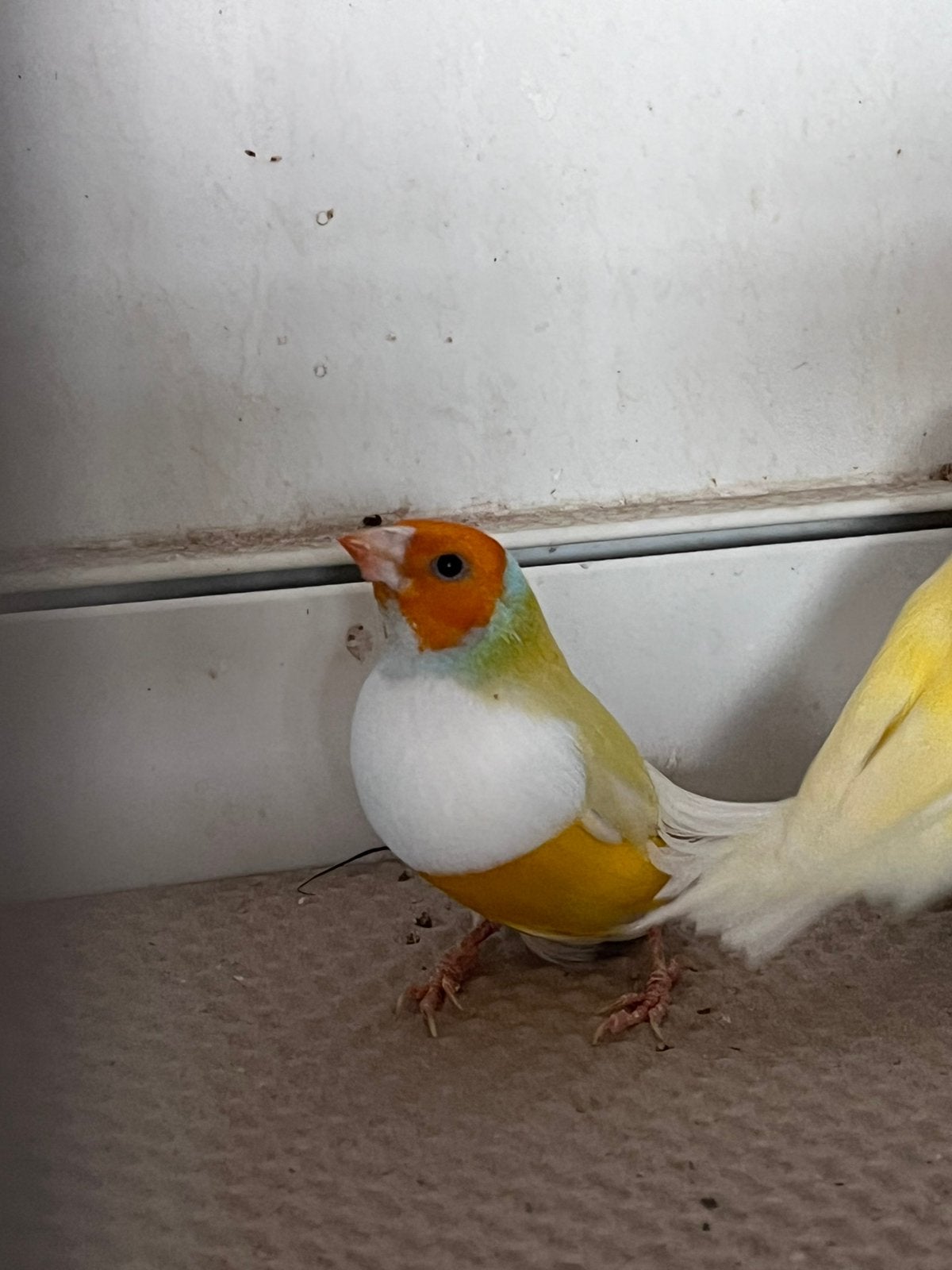 Gouldamandine, Animaux & Accessoires, Oiseaux | Oiseaux Autre, Bagué