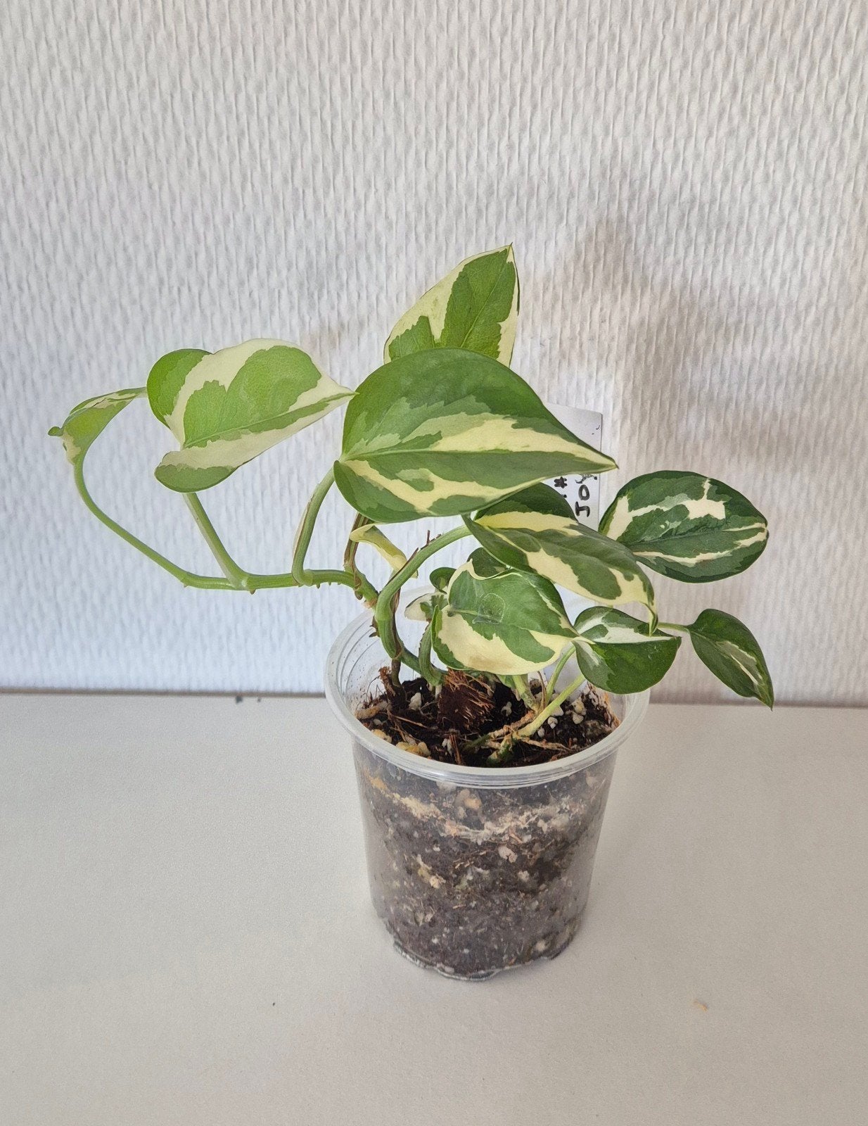 Pothos N'joy, Maison & Meubles, Plantes d'intérieur, Enlèvement