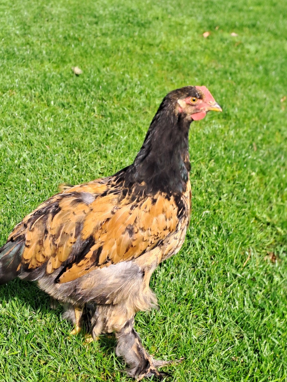 Brhama hanen, Dieren en Toebehoren