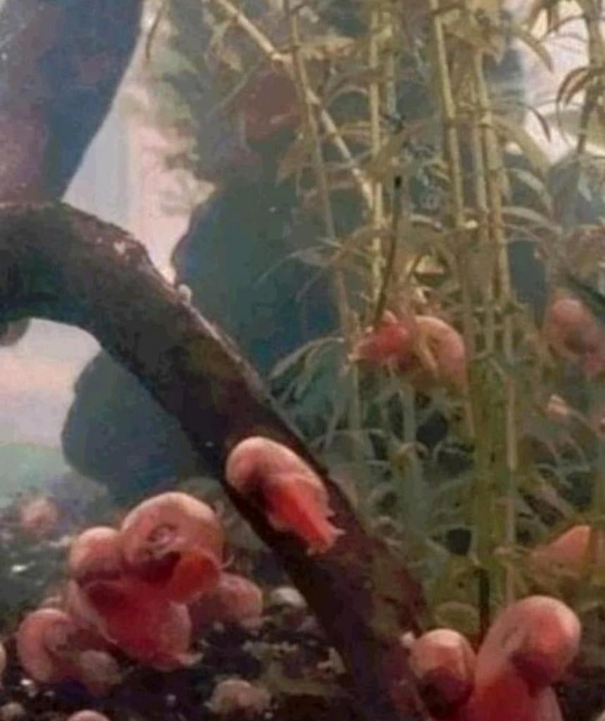 Posthoornslakken, Dieren en Toebehoren, Vissen | Aquariumvissen, Slak of Weekdier, Zoutwatervis
