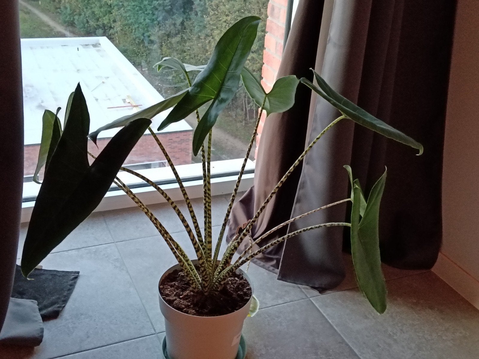 Alocasia Zebrina, Ophalen