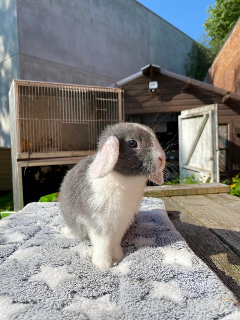 Nhd rammelaar, Dieren en Toebehoren, Konijnen, Mannelijk, Dwerg, Hangoor, 0 tot 2 jaar