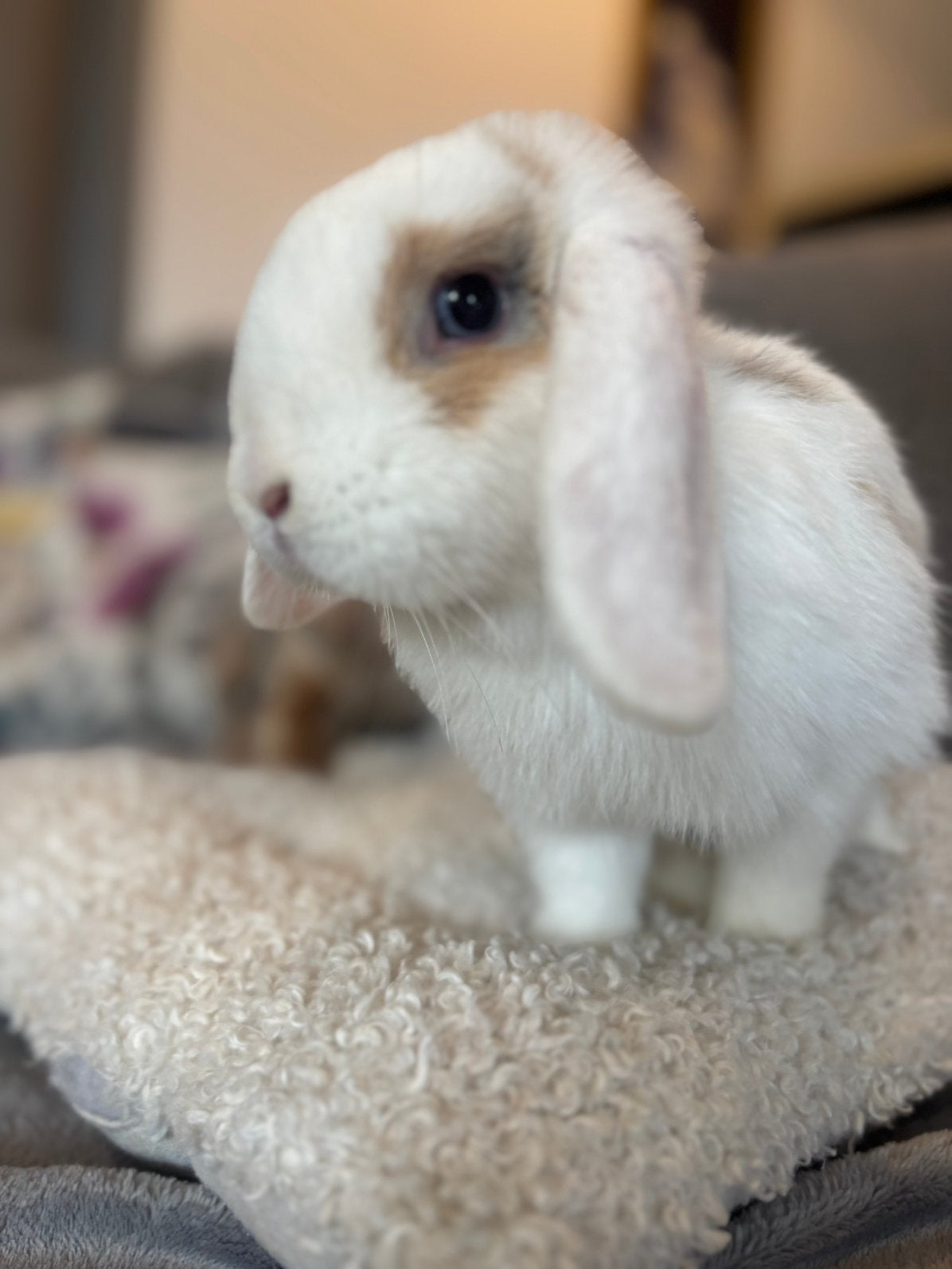 Konijn te koop, Femelle, Petit, Oreilles tombantes, 0 à 2 ans