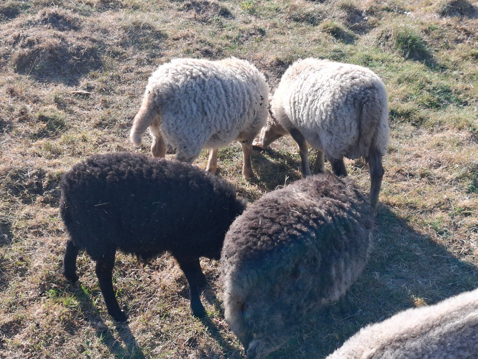 agneaux d'ouessant, Animaux & Accessoires, Moutons, Chèvres & Cochons