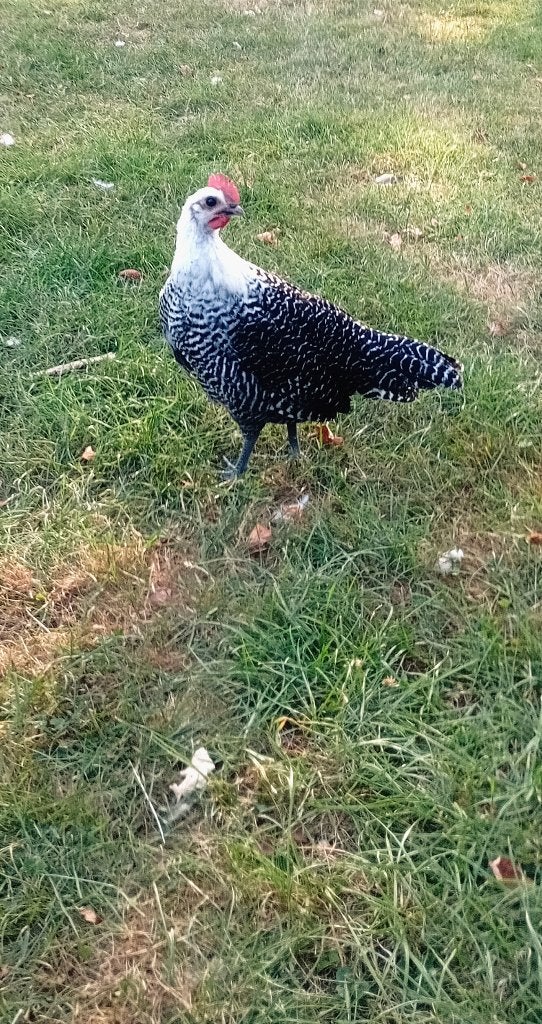 Haan Ras: kempisch Hoen, Dieren en Toebehoren, Pluimvee, Mannelijk, Kip