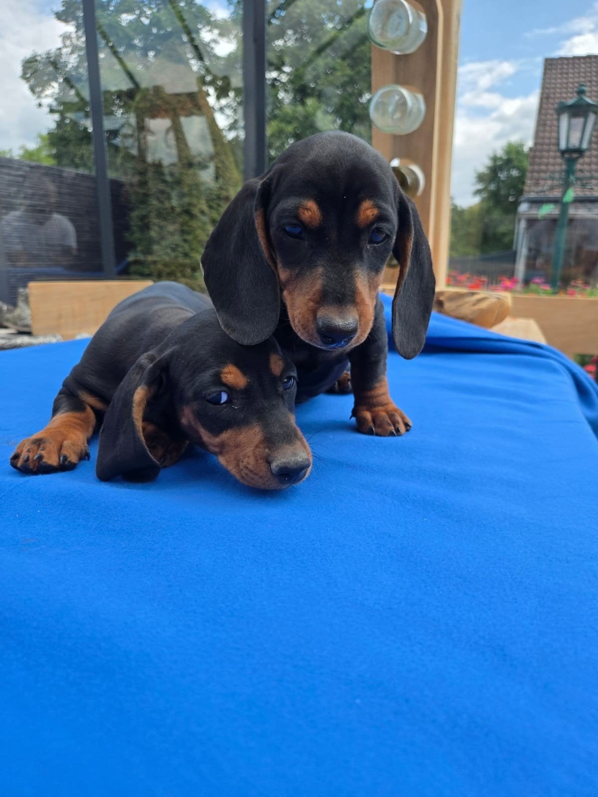 Teckel pups, België, Particulier, 8 tot 15 weken, Korthaar