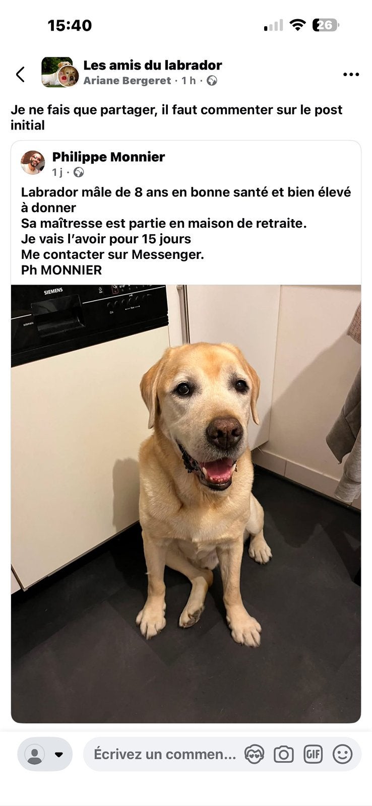 Cherche labrador de 4-5 ans suite a la perte du notre, Ophalen of Verzenden