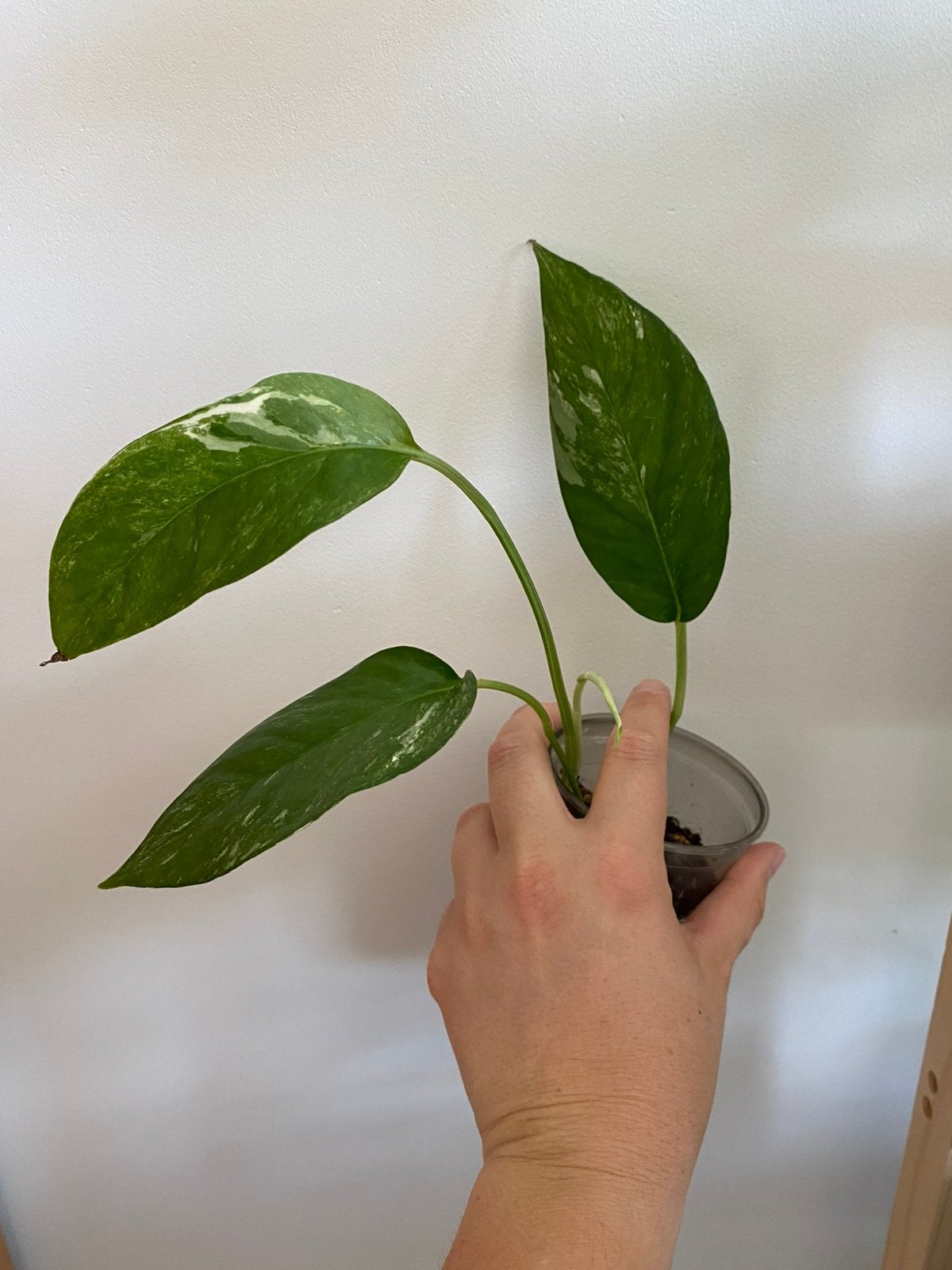 Epipremnum pinnatum variegata albo, Huis en Inrichting, Kamerplanten, Ophalen of Verzenden