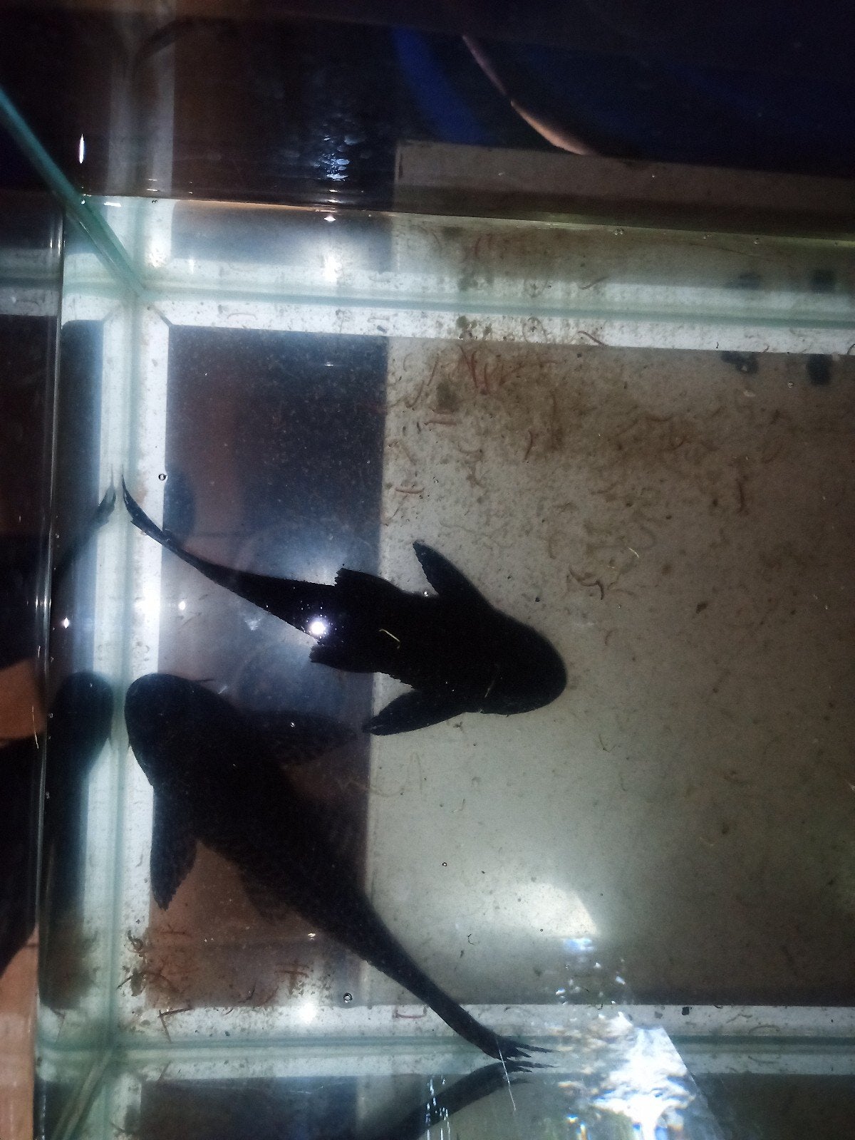 pleco, Animaux & Accessoires, Poissons | Poissons d'aquarium
