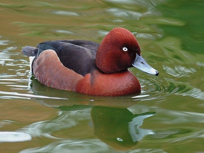Siereenden: Witoogeenden, Meerdere dieren, Eend