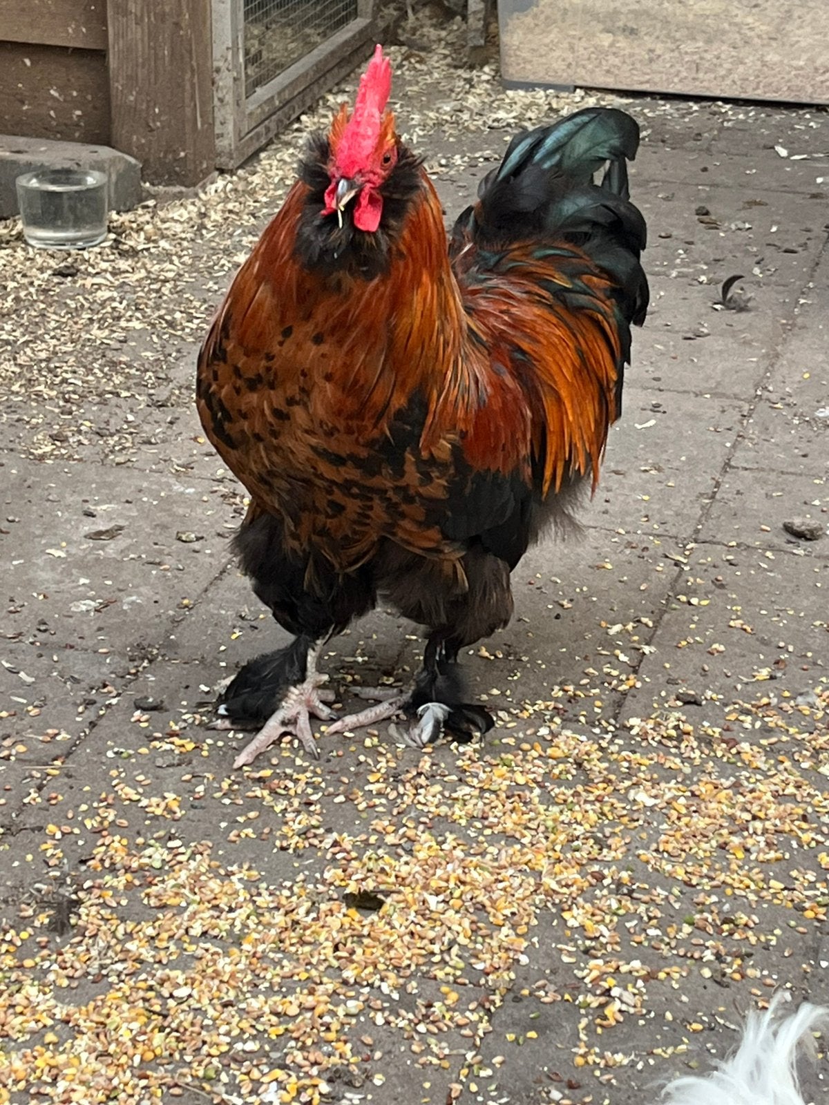 Mooie haan te koop. 1 a 2 jaar., Mâle, Poule ou poulet