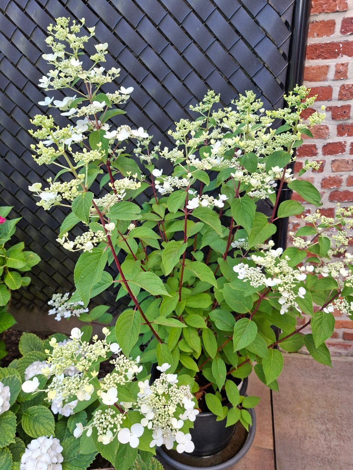 3 pluimhortensias Wim's  Red, Ophalen, Vaste plant, Halfschaduw, Klimplanten