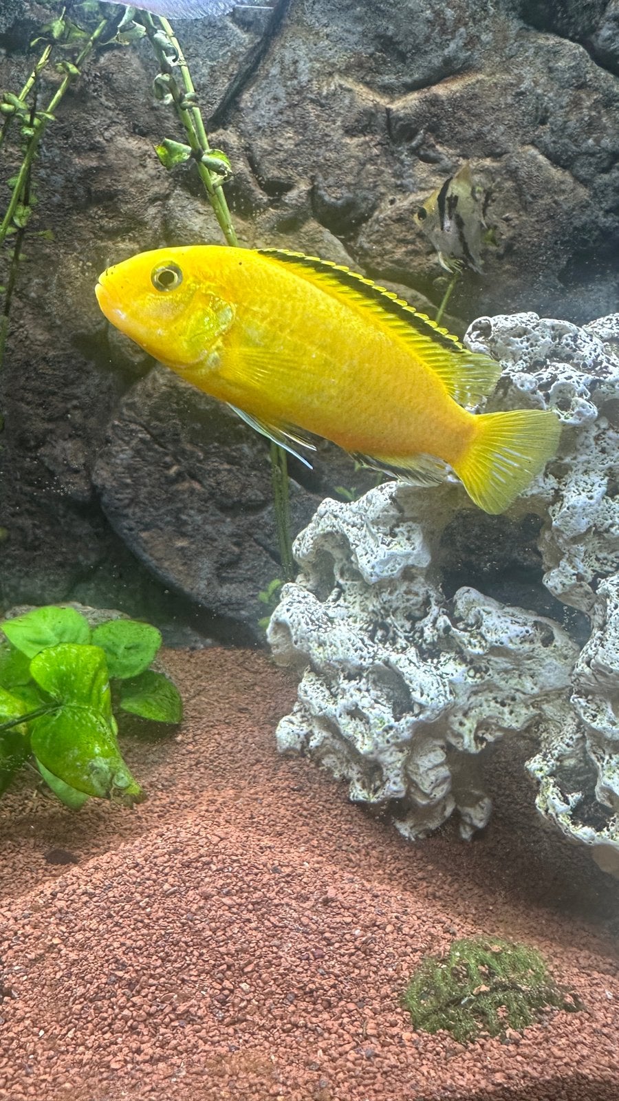 Labidochromis caeruleus, Dieren en Toebehoren, Vissen | Aquariumvissen, Vis, Zoetwatervis