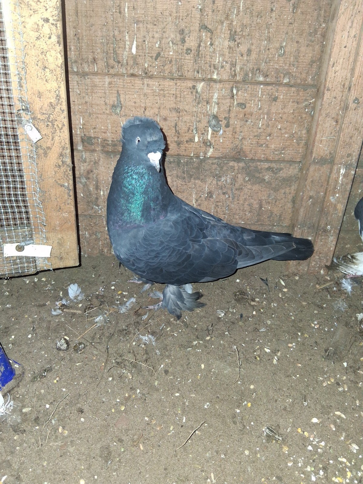 takla duiven, Dieren en Toebehoren