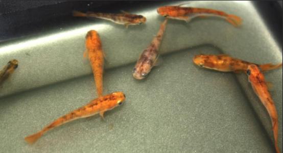 Orange Tiger Medaka Volwassen  +/-3cm, Animaux & Accessoires, Poissons | Poissons d'aquarium, Poisson