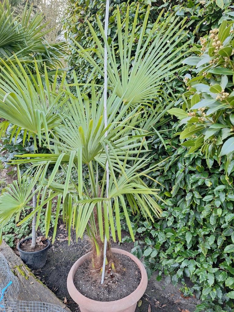 Trachycarpus Fortunei voor volle grond., Jardin & Terrasse, Plantes | Jardin, Enlèvement