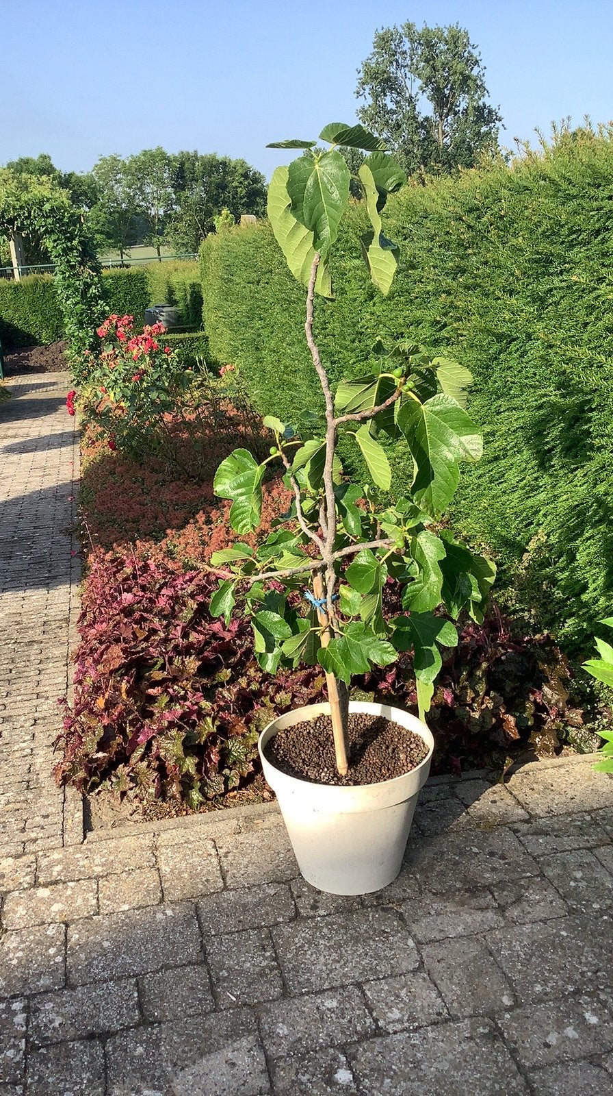 Vijgenboom in kwaliteitspot, 100 tot 250 cm, Zomer, Ophalen, Volle zon