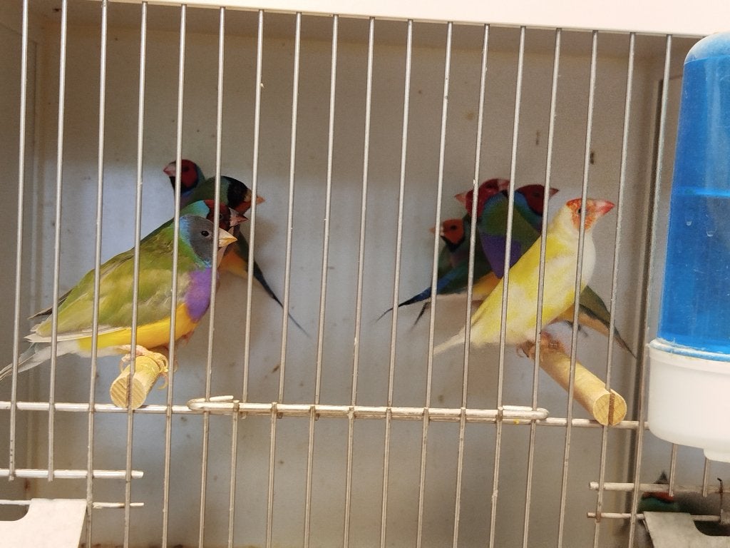 Goulds, Dieren en Toebehoren, Vogels | Overige Vogels