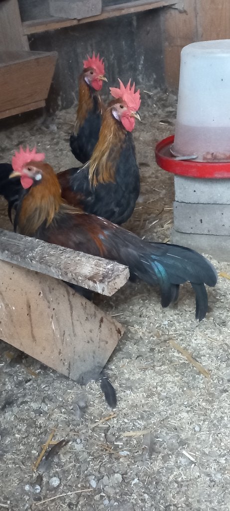 Goudpatrijs leghorn hanen te koop, Mannelijk, Kip