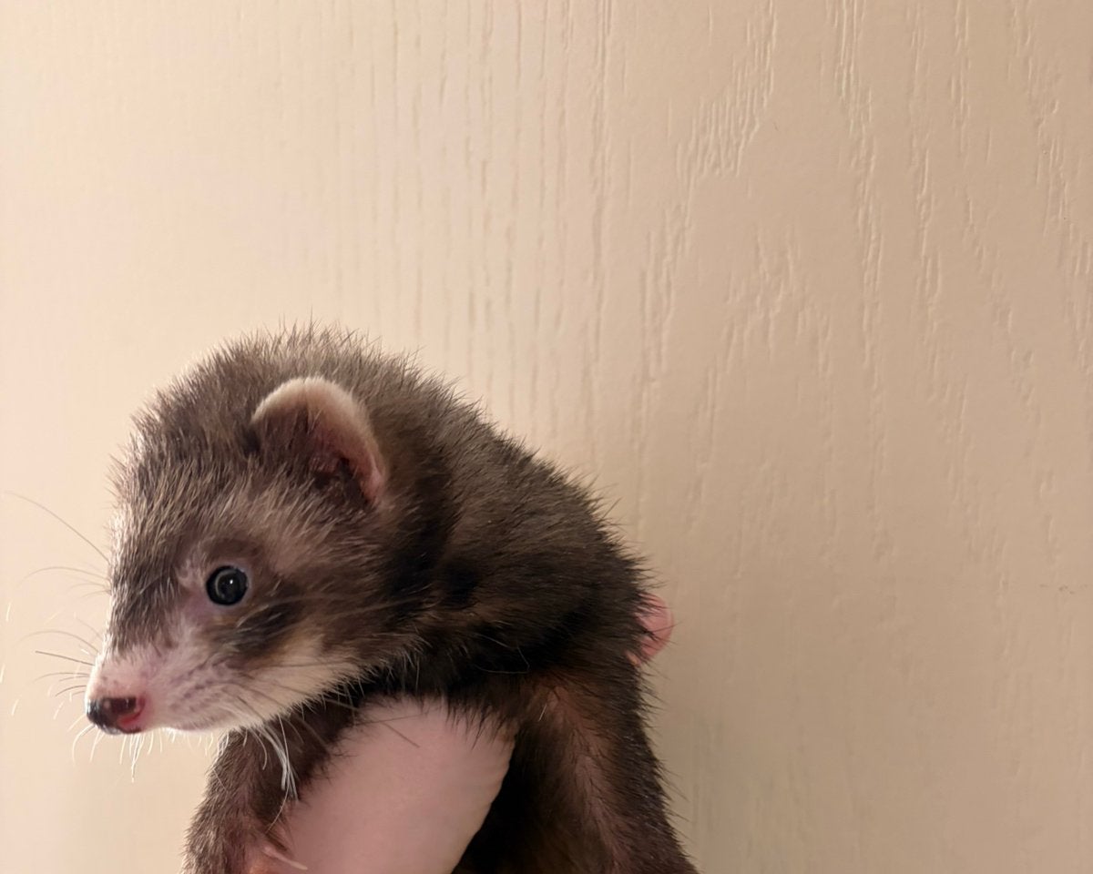 Mooi volwassen fretten moertje 1 jaar, Dieren en Toebehoren, Mei, Vrouwelijk