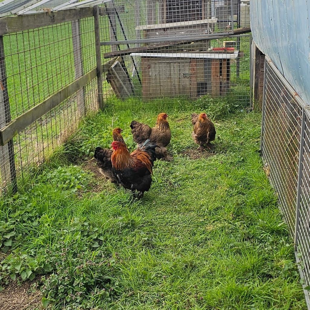 Broedeieren brahma goud gezoomd, Dieren en Toebehoren, Ophalen of Verzenden