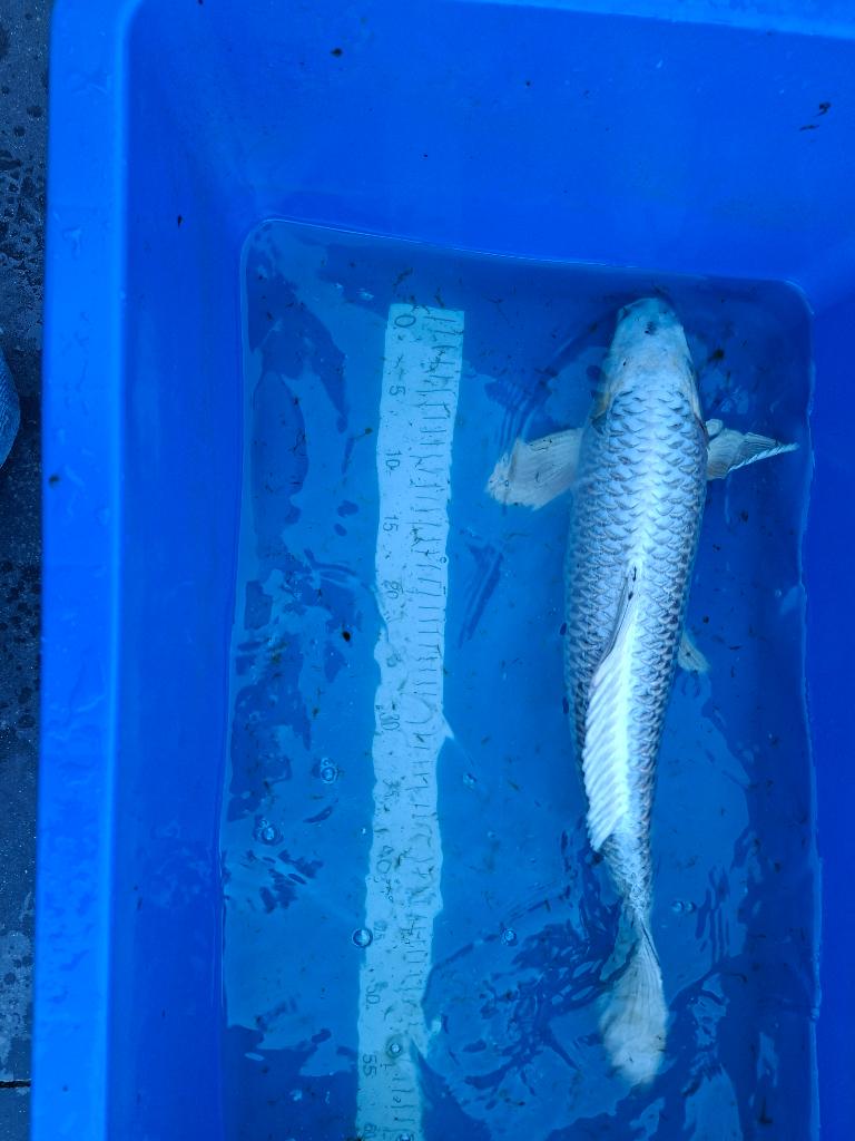 Koi ghost 60cm, Karper of Koi