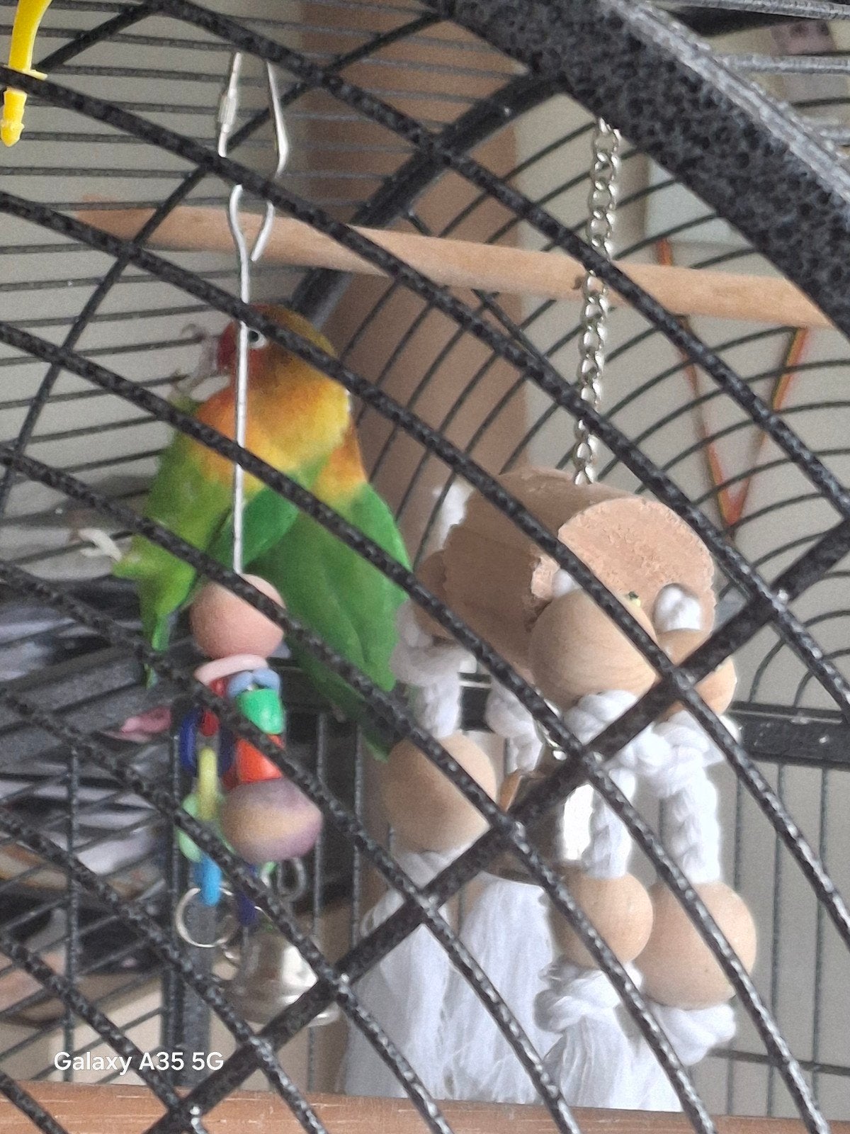 Koppel dwergpapegaai 1j oud en geslachtsrijp, Animaux & Accessoires, Oiseaux | Perruches & Perroquets