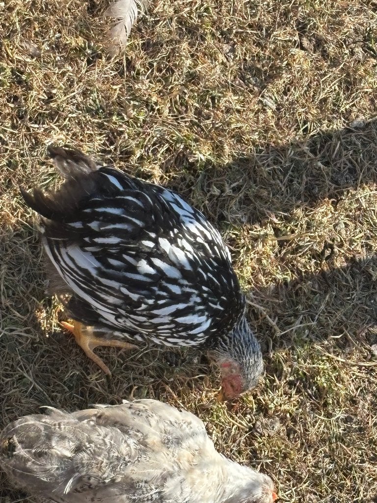 Wyandotte kuikens, Meerdere dieren, Kip