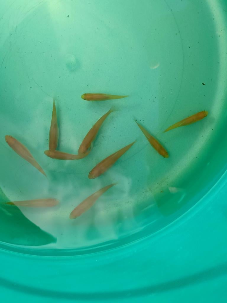 Menée dorée - Pimephales promelas auratus, Animaux & Accessoires, Autres espèces