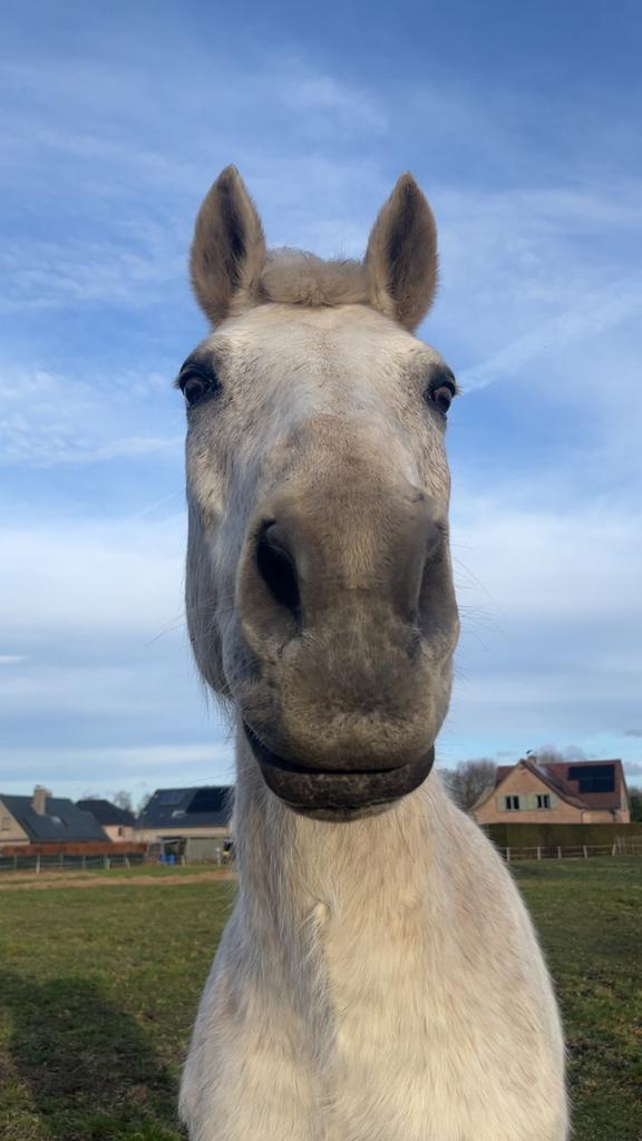 Zadelmak maken trainen doorrijden van paarden en ponny’s, Dieren en Toebehoren, Zadelmak