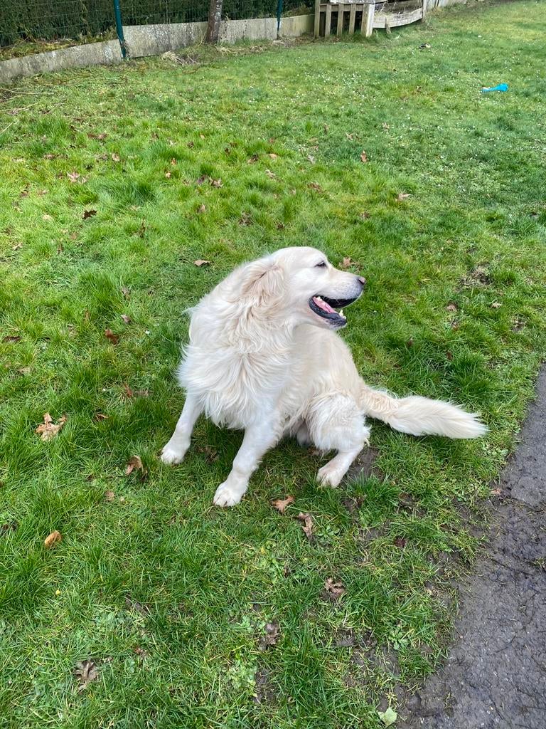 Golden retriever-hengst met stamboom voor de fokkerij, Golden retriever, Reu, CDV (hondenziekte), Eén hond