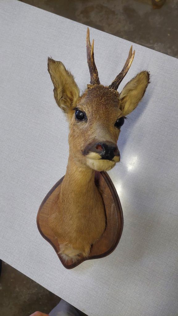 tête de cerf muralle, Enlèvement, Comme neuf, Cerf