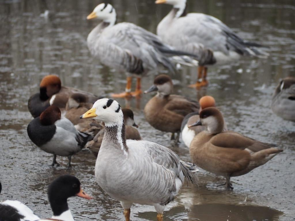 Ganzen Streepkopganzen, Dieren en Toebehoren, Meerdere dieren, Gans of Zwaan