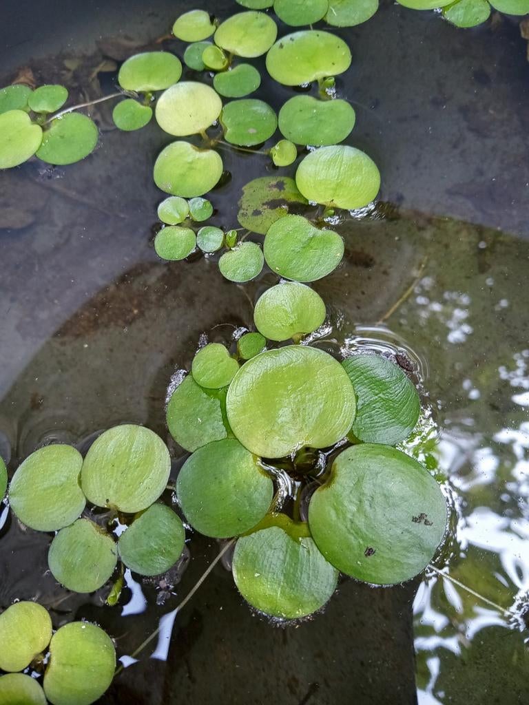 Kikkerbeet, Ophalen, Vaste plant, Halfschaduw, Vijverplanten