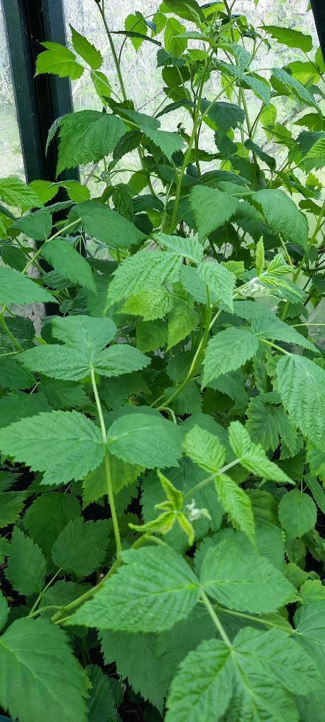 Bio Frambozen planten, Ophalen, Vaste plant, Fruitplanten