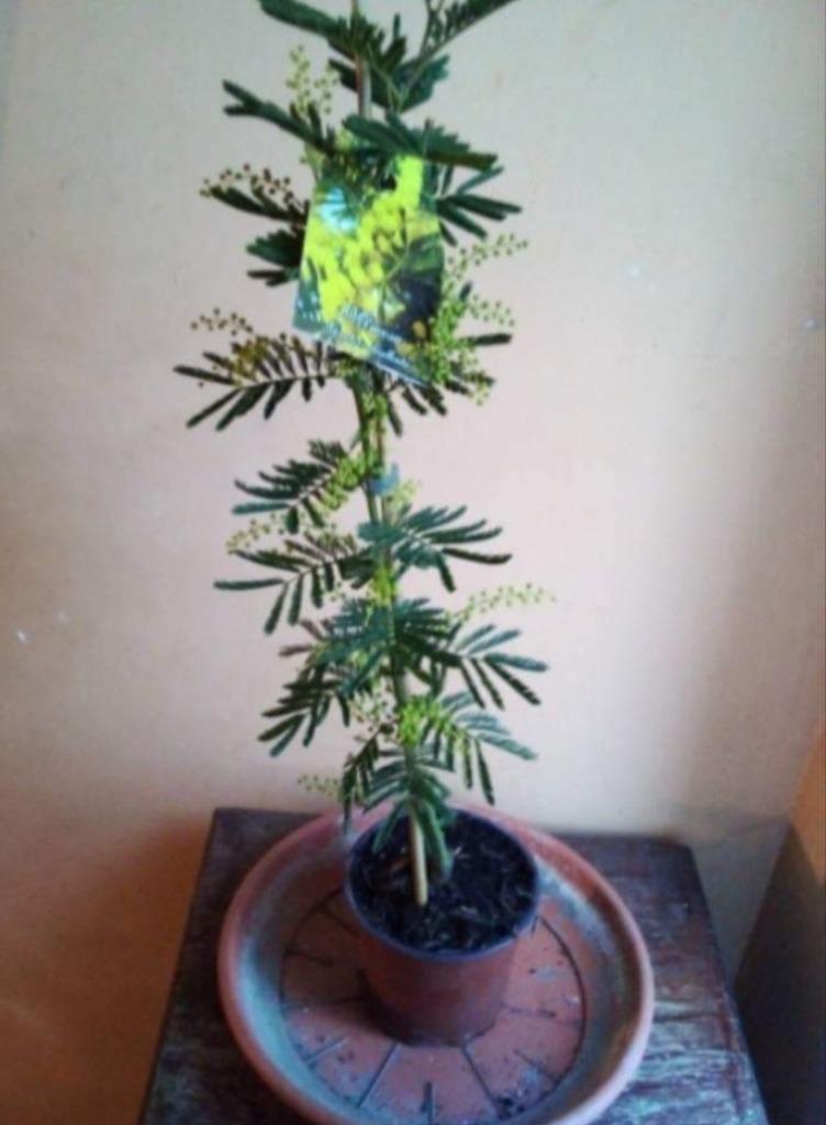 Mimosa, Ophalen