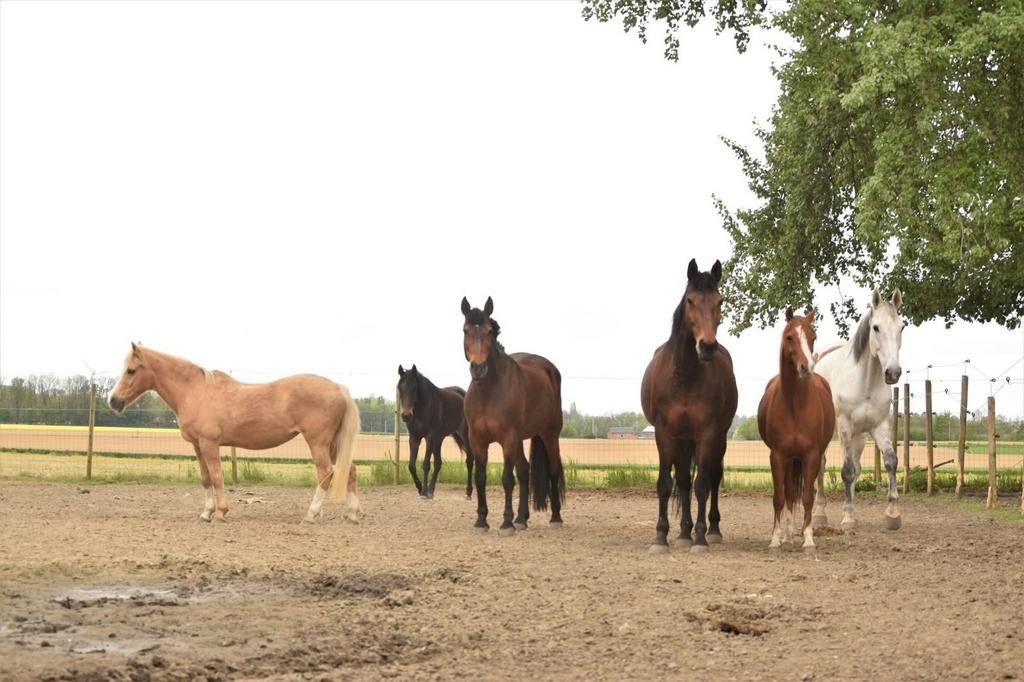 Pension complète à Forville, Pâturage, 4 chevaux ou poneys ou plus