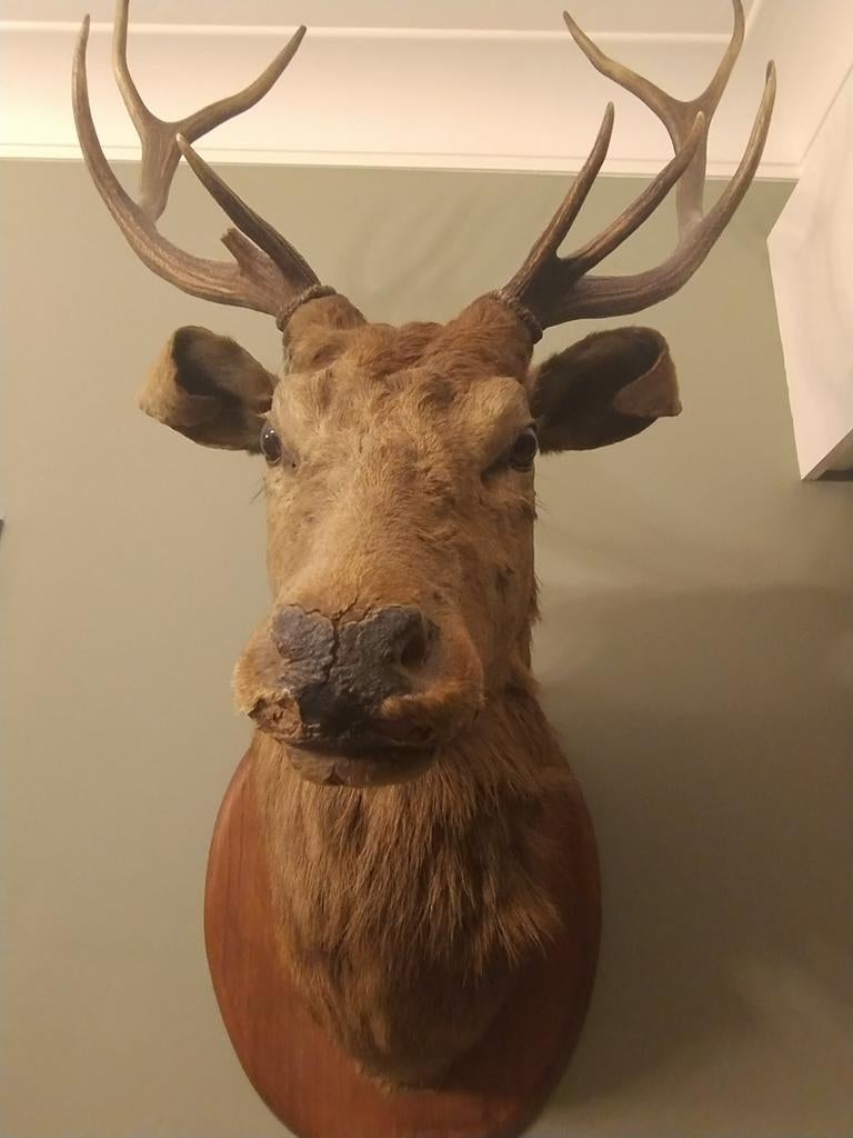 Hert vintage taxidermie, Verzamelen, Ophalen, Hert