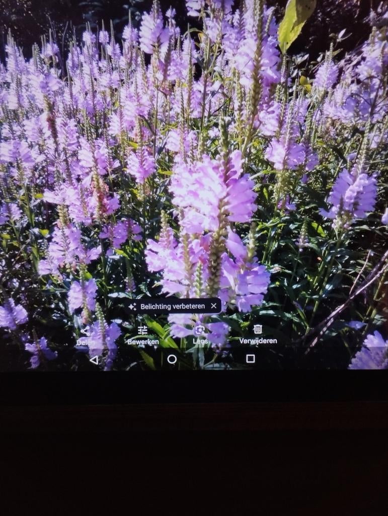 Roze scharnier planten, Tuin en Terras, Ophalen
