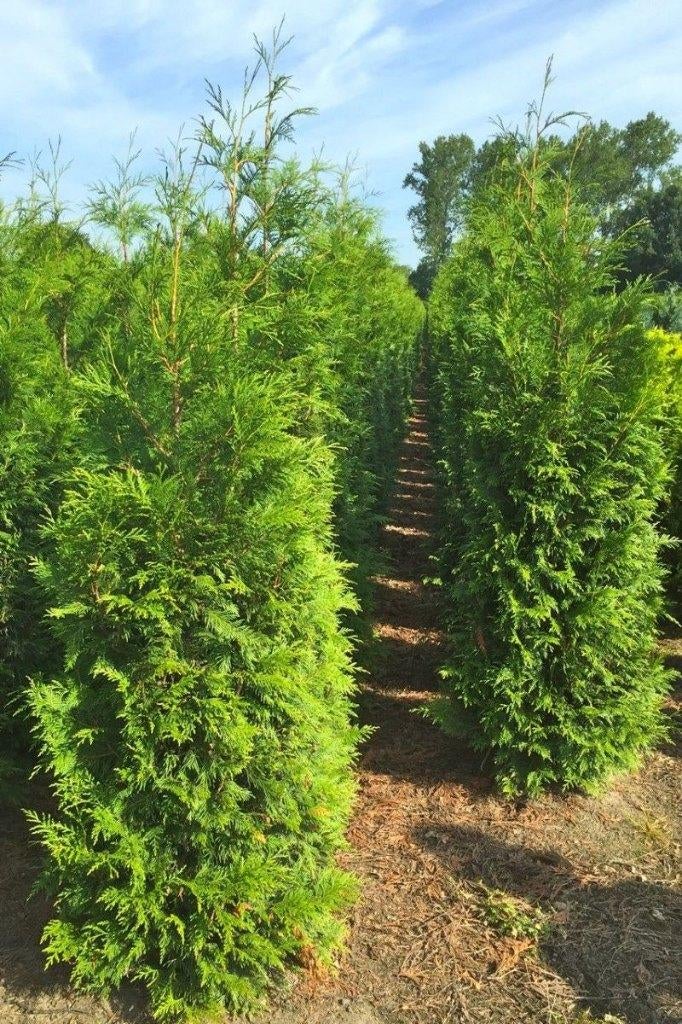 Thuja atrovirens conifeer 200/+ met kluit, Ophalen, Conifeer, Haag, 100 tot 250 cm
