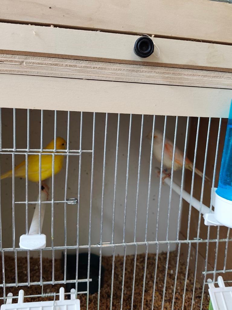 3 paires de canaris