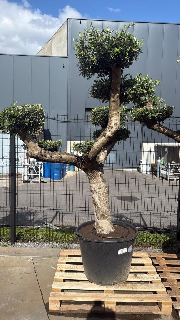 Olijfboom ponpon, Tuin en Terras, Planten | Bomen, Lente, 100 tot 250 cm, Olijfboom, Ophalen