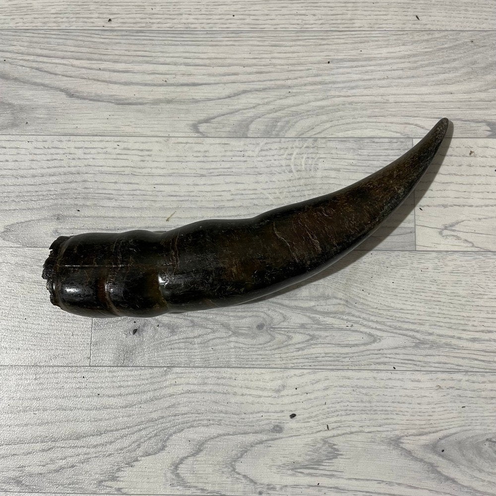 Waterbuffel hoorn los 35cm nr 340 | Lederstore, Collections, Enlèvement ou Envoi, Neuf, Animal de ferme, Bois ou Tête